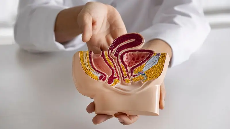 El alivio inmediato de la cistitis puede interesar especialmente a las mujeres, ya que la anatomía femenina es más propensa a las infecciones de vejiga